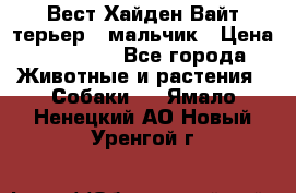 Вест Хайден Вайт терьер - мальчик › Цена ­ 35 000 - Все города Животные и растения » Собаки   . Ямало-Ненецкий АО,Новый Уренгой г.